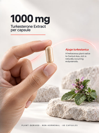Turk-Gainz capsule — 1000mg Turkesterone extract per capsule from Ajuga turkestanica, plant-derived and non-hormonal